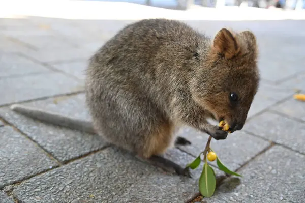 Rottnest Adası 'nın Kuokkaları, Perth Batı Avustralya