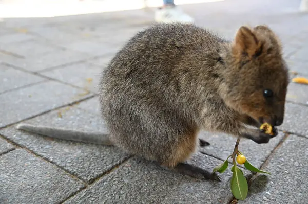 Rottnest Adası 'nın Kuokkaları, Perth Batı Avustralya