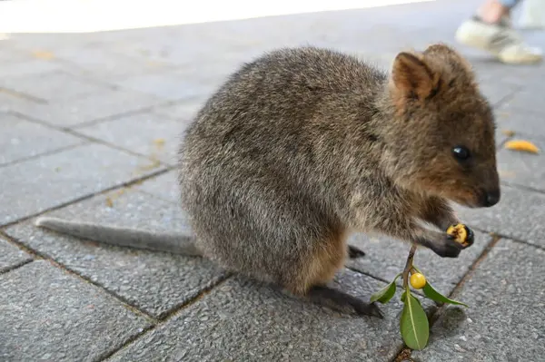 Rottnest Adası 'nın Kuokkaları, Perth Batı Avustralya