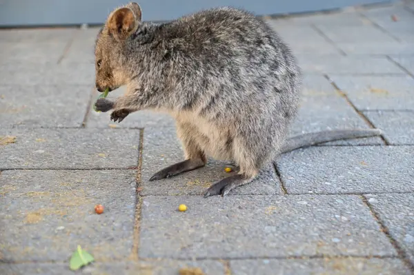 Rottnest Adası 'nın Kuokkaları, Perth Batı Avustralya