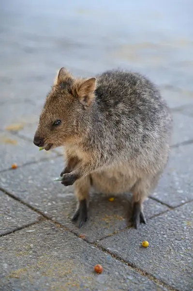 Rottnest Adası 'nın Kuokkaları, Perth Batı Avustralya