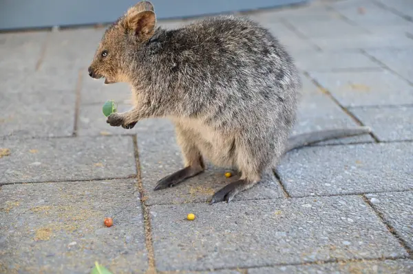Rottnest Adası 'nın Kuokkaları, Perth Batı Avustralya