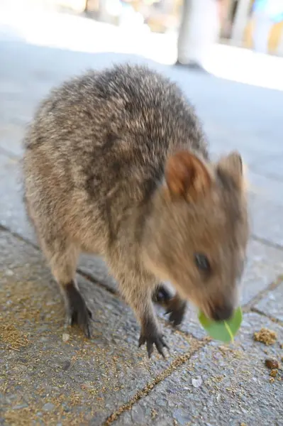 Rottnest Adası 'nın Kuokkaları, Perth Batı Avustralya