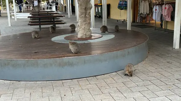 Rottnest Adası 'nın Kuokkaları, Perth Batı Avustralya