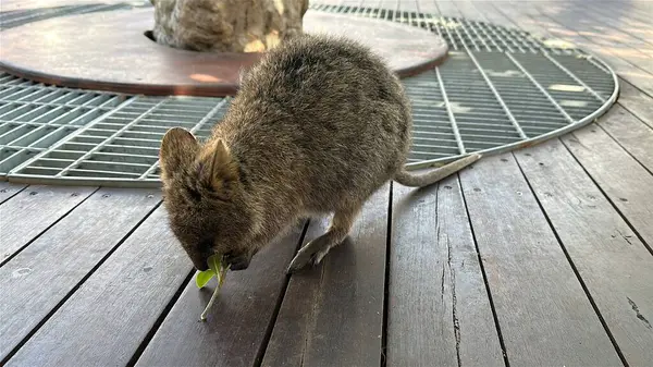 Rottnest Adası 'nın Kuokkaları, Perth Batı Avustralya