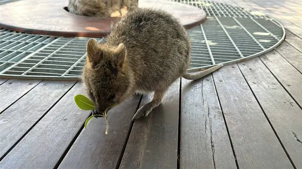 Rottnest Adası 'nın Kuokkaları, Perth Batı Avustralya