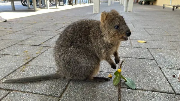 Rottnest Adası 'nın Kuokkaları, Perth Batı Avustralya