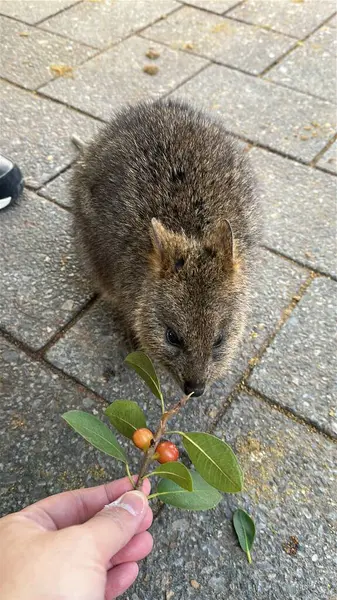 Rottnest Adası 'nın Kuokkaları, Perth Batı Avustralya