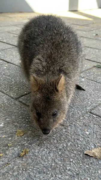 Rottnest Adası 'nın Kuokkaları, Perth Batı Avustralya