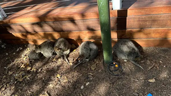 Rottnest Adası 'nın Kuokkaları, Perth Batı Avustralya