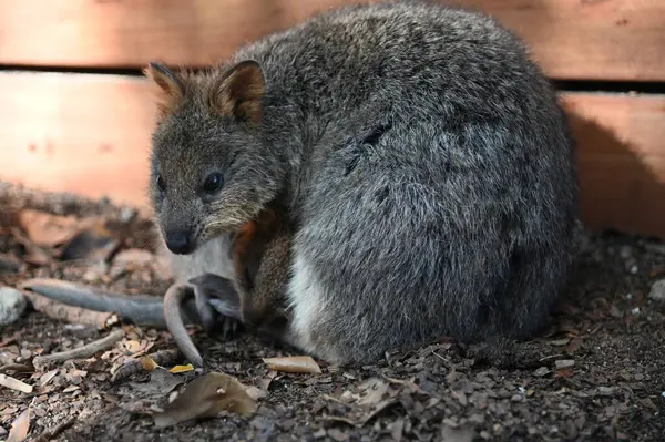 Rottnest Adası 'nın Kuokkaları, Perth Batı Avustralya
