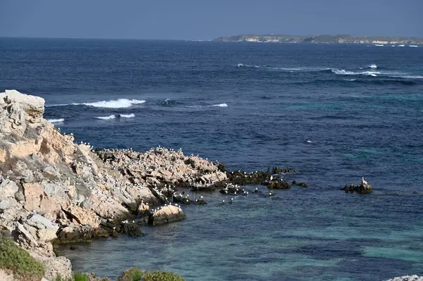 Rottnest Adası, Avustralya 2 Haziran 2025: Batı Avustralya 'nın Rottnest Adası
