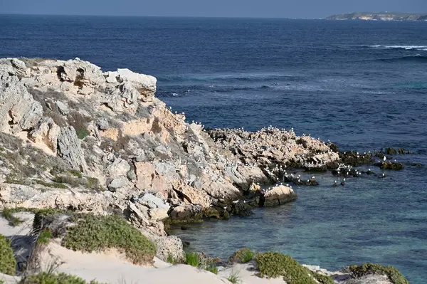 Rottnest Adası, Avustralya 2 Haziran 2025: Batı Avustralya 'nın Rottnest Adası