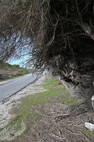 Rottnest Adası, Avustralya 2 Haziran 2025: Batı Avustralya 'nın Rottnest Adası