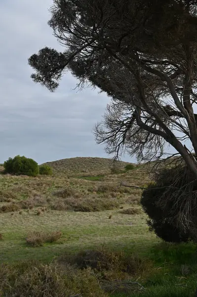 Rottnest Adası, Avustralya 2 Haziran 2025: Batı Avustralya 'nın Rottnest Adası