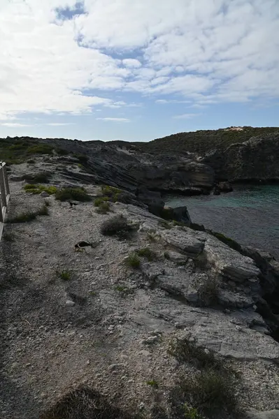Rottnest Adası, Avustralya 2 Haziran 2025: Batı Avustralya 'nın Rottnest Adası