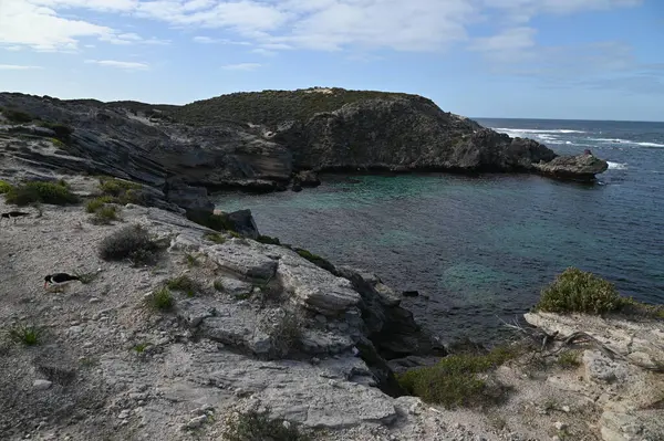 Rottnest Adası, Avustralya 2 Haziran 2025: Batı Avustralya 'nın Rottnest Adası