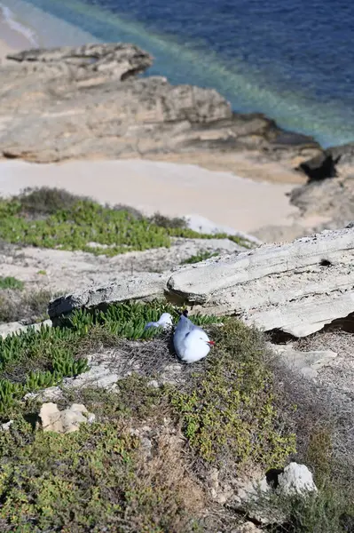 Rottnest Adası, Avustralya 2 Haziran 2025: Batı Avustralya 'nın Rottnest Adası