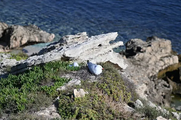 Rottnest Adası, Avustralya 2 Haziran 2025: Batı Avustralya 'nın Rottnest Adası