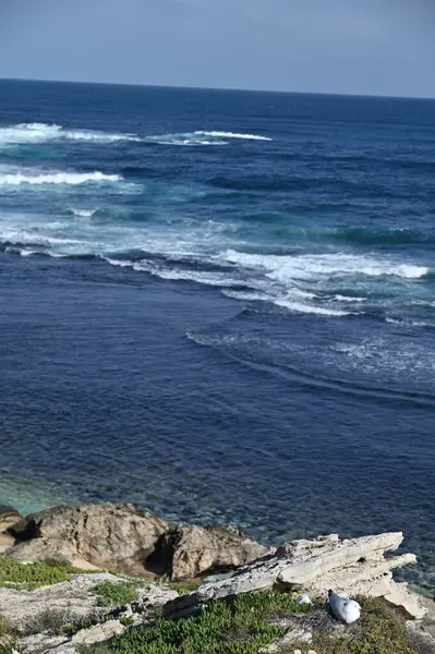 Rottnest Adası, Avustralya 2 Haziran 2025: Batı Avustralya 'nın Rottnest Adası
