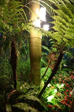 Kuching, Malezya - 8 Ağustos 2025: Yemek Festivali Sokak Fuarı