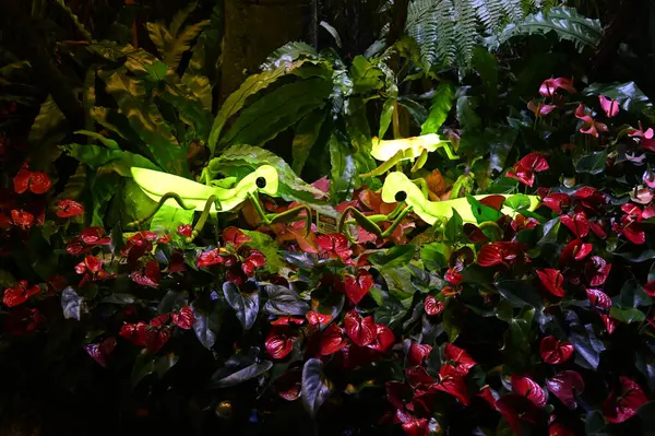 Kuching, Malezya - 8 Ağustos 2025: Yemek Festivali Sokak Fuarı