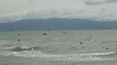 Kawakawa Körfezi, Auckland, Yeni Zelanda 'da büyük dalgalar ve rüzgarlı.