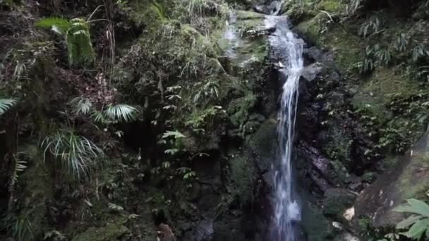 Felvétel Parihaka Scenic Reserve Körül Whangareiben Zélandon — Stock videók