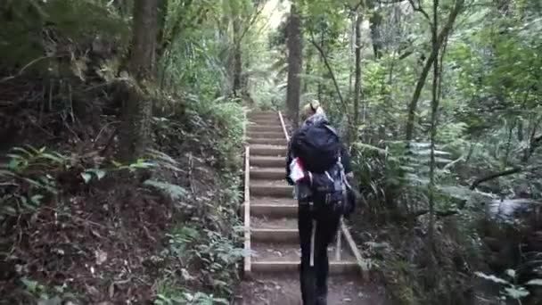 Bilder Kvinna Som Vandrar Parihaka Berget Whangarei Nya Zeeland — Stockvideo