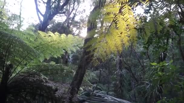 Bilder Från Parihaka Naturreservat Whangarei Nya Zeeland — Stockvideo