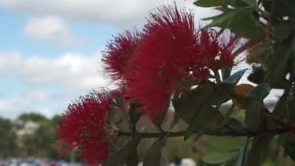 Einzigartige Blume Vom Wind Verweht — Stockvideo