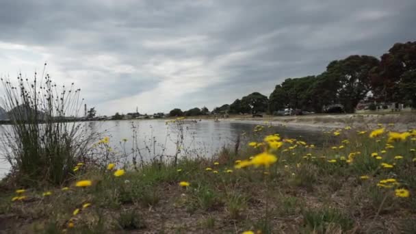 Mooie Gele Bloemen Bloeien Overal Rond Marsden Punt Northland Regio — Stockvideo