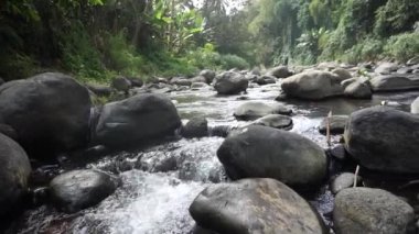 Ormanın ortasındaki nehir ağaçlarla çevrili..