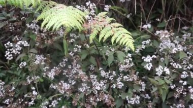 Ormanda beyaz çiçekler