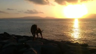 Gün doğumunda plajda bir pitbull oynuyor..