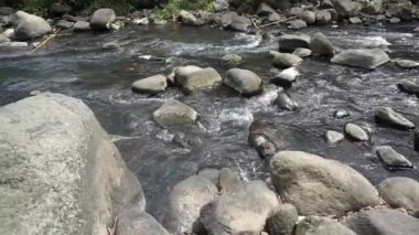 Ormanın ortasındaki nehir ağaçlarla çevrili..