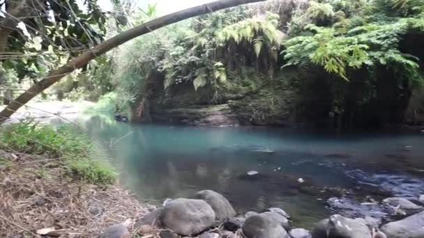 Ποταμός Στη Μέση Του Δάσους Που Περιβάλλεται Από Δέντρα — Αρχείο Βίντεο