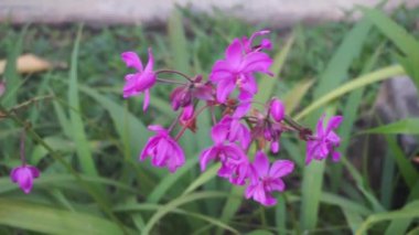 Bahçedeki güzel çiçekler