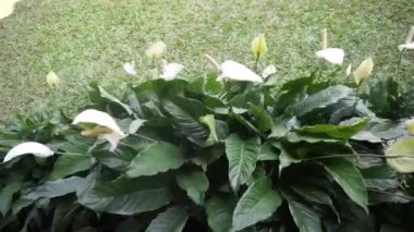 Bahçedeki güzel Anthurium Spatifillum çiçekleri