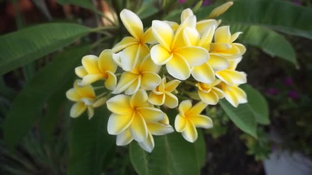 Flores Frangipani Jardim — Vídeo de Stock