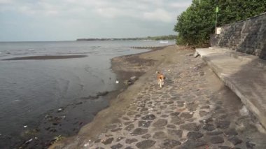 Köpek sahilde yürüyor..