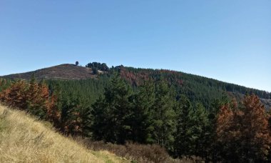 Dağlar, mavimsi nehir suyu ve Yeni Zelanda 'nın Rakaia Vadisi bölgesindeki gölgeli ağaçlar gibi çok güzel doğal manzaralar..