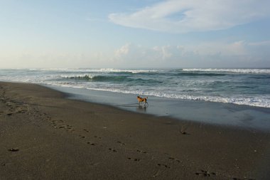 Kumsalda yürüyen bir köpek..