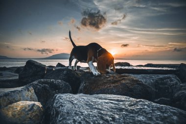 Gün batımında kayalıklarda bir köpek