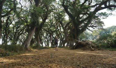Endonezya 'nın Banyuwangi kentindeki Djawatan yağmur ormanlarında bir turist yürüyordu..