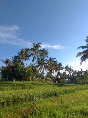 Pirinç tarlalarının, mavi gökyüzünün, ağaçların ve bulutların güzel manzarası..