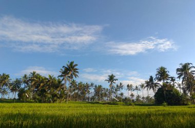 Pirinç tarlalarının, mavi gökyüzünün, ağaçların ve bulutların güzel manzarası..
