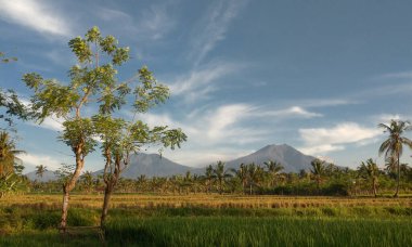 Pirinç tarlalarının, mavi gökyüzünün, ağaçların ve bulutların güzel manzarası..