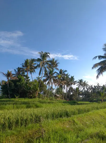 Pirinç tarlalarının, mavi gökyüzünün, ağaçların ve bulutların güzel manzarası..