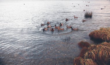 Bir grup ördek Yeni Zelanda, Te Anau Gölü kıyısında yüzüyor..